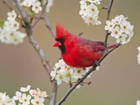 Anasheed, Sami Yusuf - The Créator