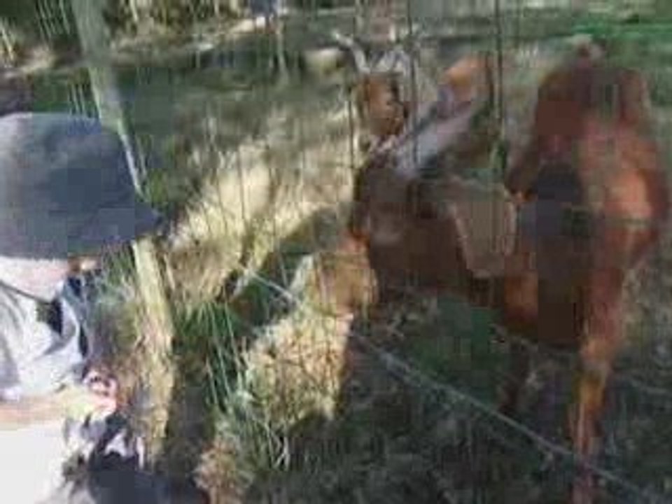 Evan et les biquettes