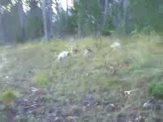 Quete 2 beagles du ron de l'apio