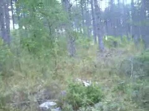 Quete 4 au chaousset avec les beagles du ron de l'apio