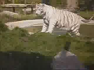 zoo suite et fin