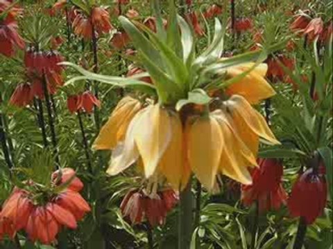 erkan oğur mecnunum leylamı gördüm