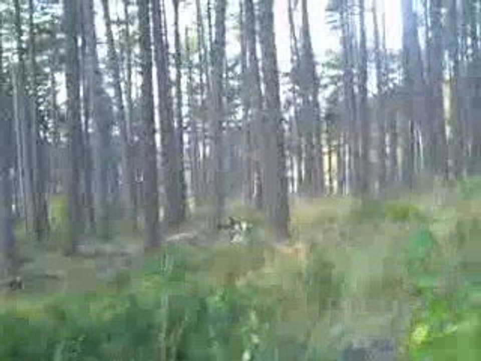 Quete, Rapproché, Chasse, Pied en meute de beagles