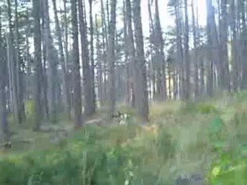 Quete, Rapproché, Chasse, Pied en meute de beagles