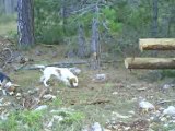 Chasse avec des beagles du ron de l'apio