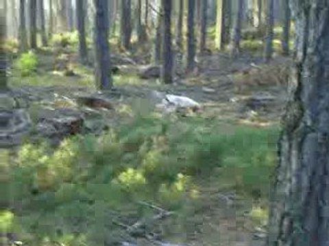 Chasse 3 vec des beagles du ron de l'apio