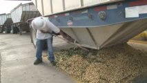 Setton Farms 2009 Pistachio Harvest