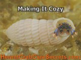 Pet Hermit Crab -Learn Healthy and Proper Pet Care