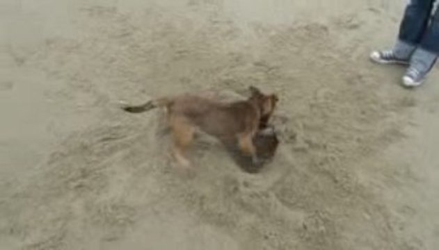 Comment vous dites déjà ? Ah oui, Border Terrier !!