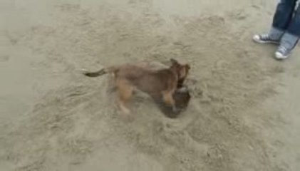 Comment vous dites déjà ? Ah oui, Border Terrier !!