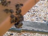 Les faux-bourdons sont chassés de la ruche avant l'hiver.