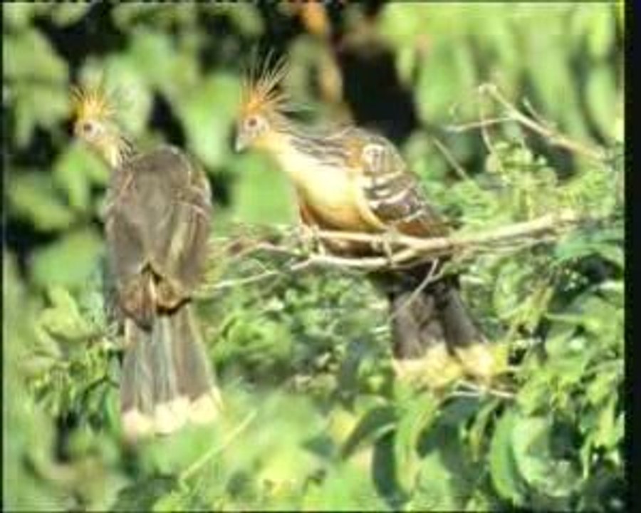 La.Chute.Du.Darwinisme 5_6