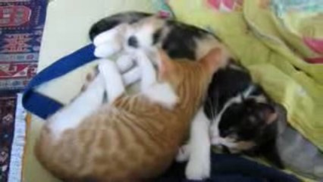 CAPARIYLE LEVREK AVIM 23.09.2009 001