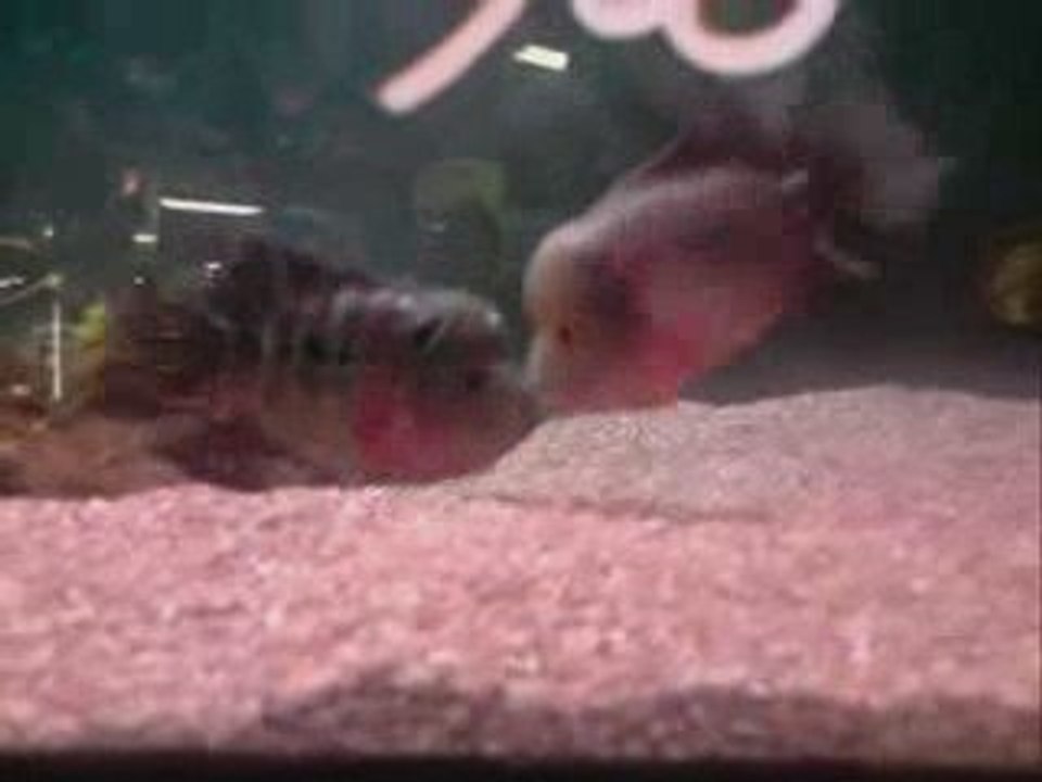 deux poissons amoureux...