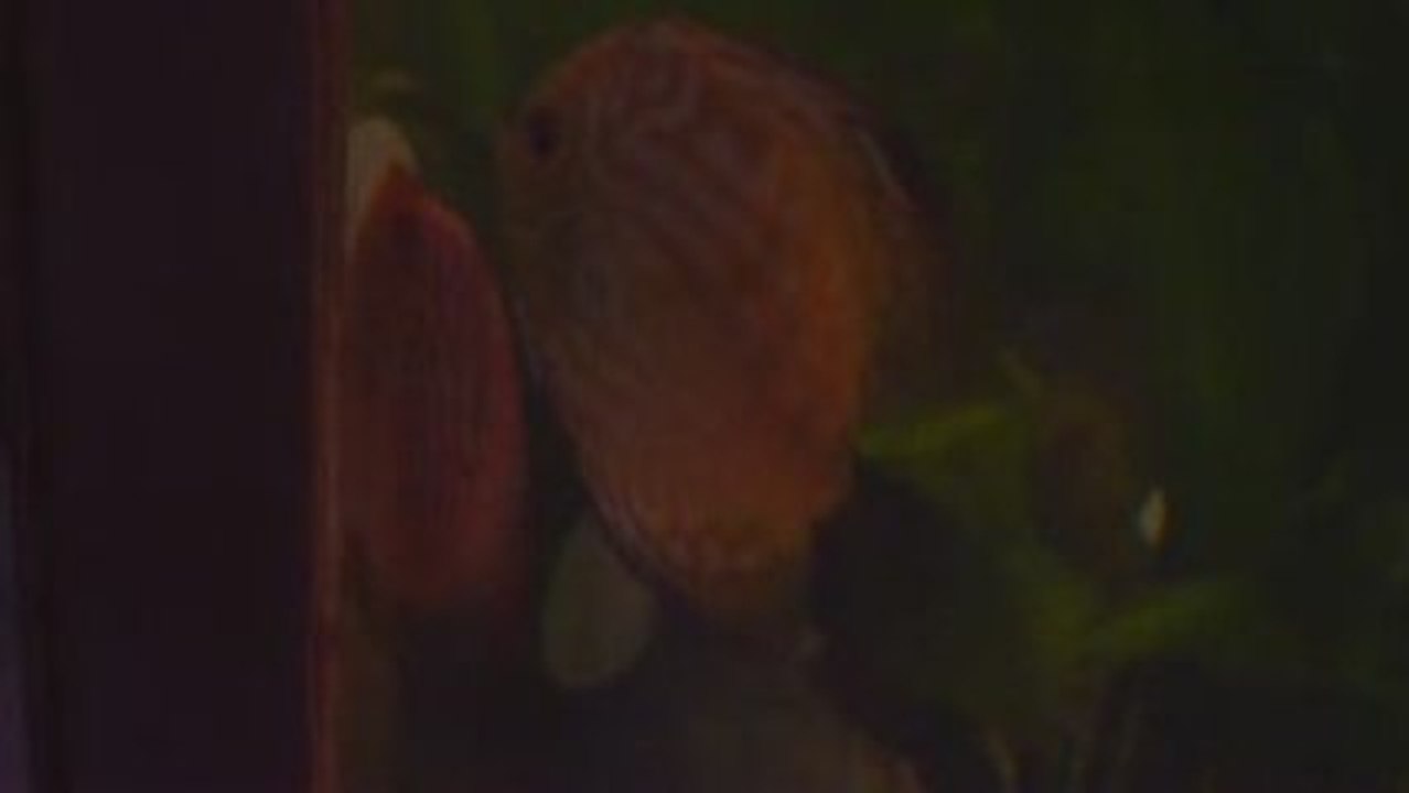 mes discus se repro