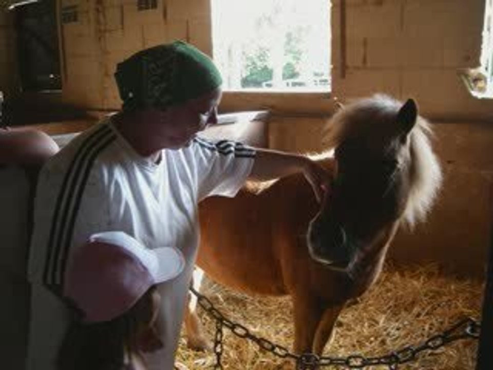 les chevaux