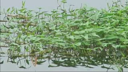 C'est pas le bout du monde: Le Den broie du noir