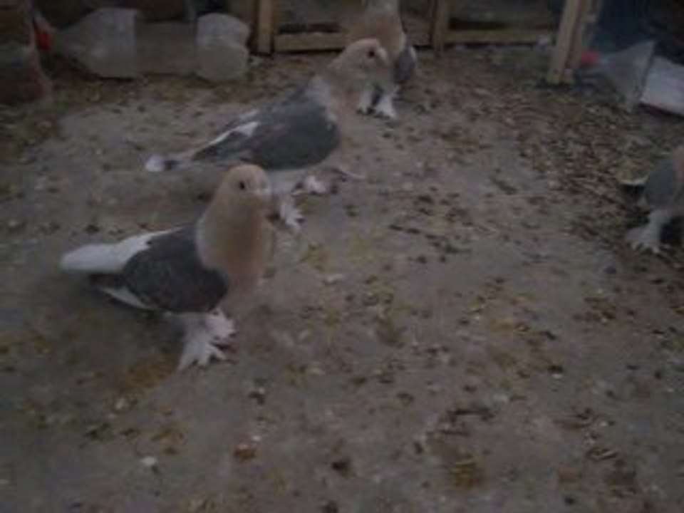 Ömer Yener Miski Kaplama Memati