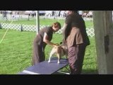 Bulldog Breed Judging at Berks KC Sep 08