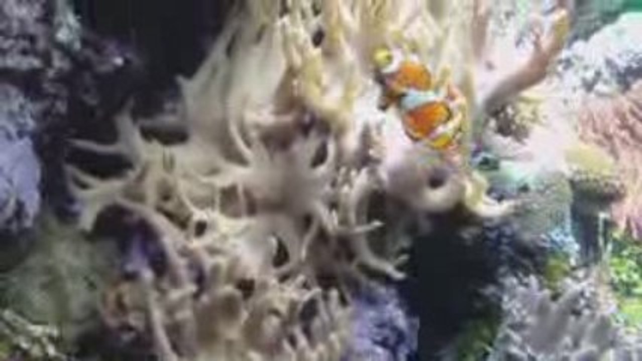 Pez payaso en arrecife