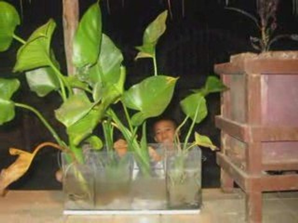 le toit de la veranda