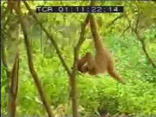 MONKEY MESSING UP WITH TIGERS