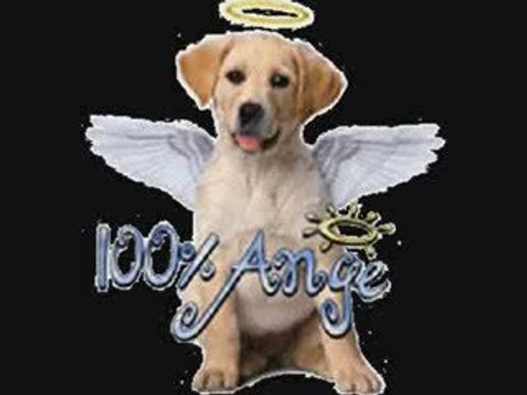 Voila deja 1 ans mon ti coeur