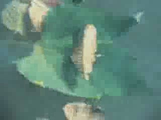 Jakobois - Les ponts d'asnières