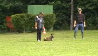 mordant brevet chikita