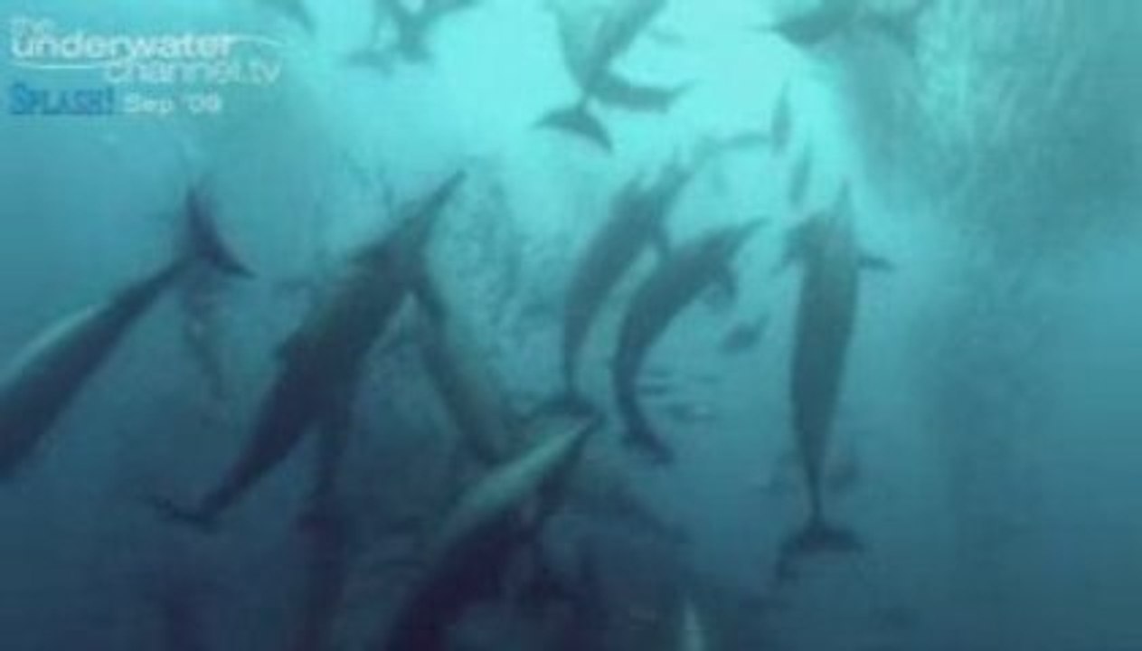 Mark Addison's Sardine Run