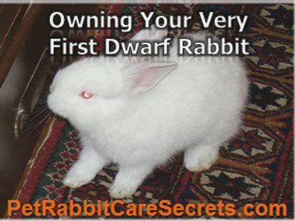 What is Dwarf Rabbit?