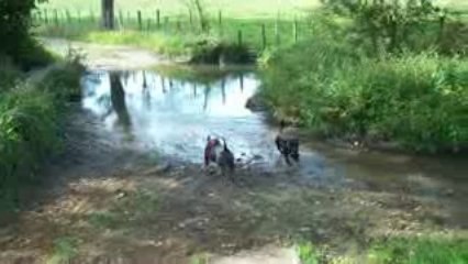 dixon (staffy) et diamon (amstaff)