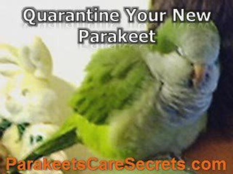 Parakeets Pets - Eight Signs of A Healthy Bird