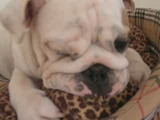 Elliot bulldog anglais 5mois