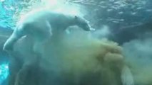 Un ours polaire fait un pet foireux