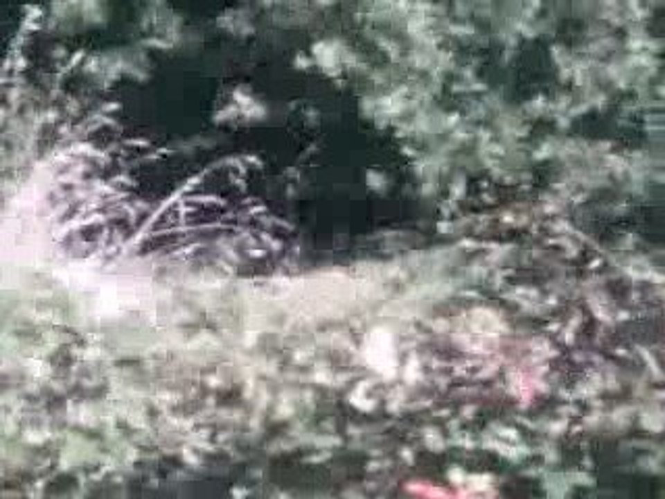 springers en sortie