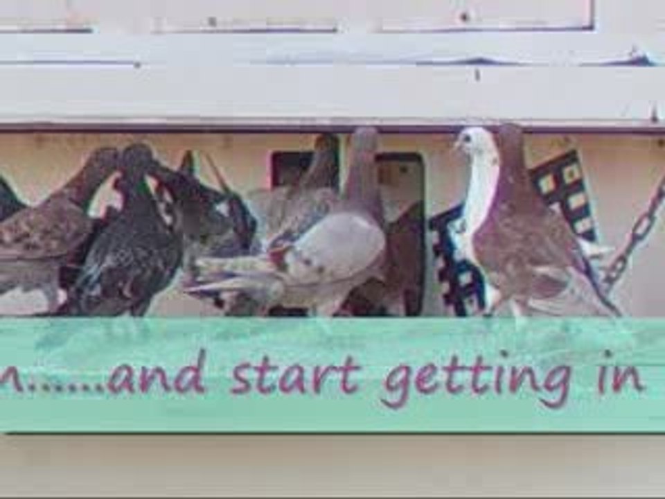 Pigeon Pal's Daily Racing Club News 70 The Beat Goes On