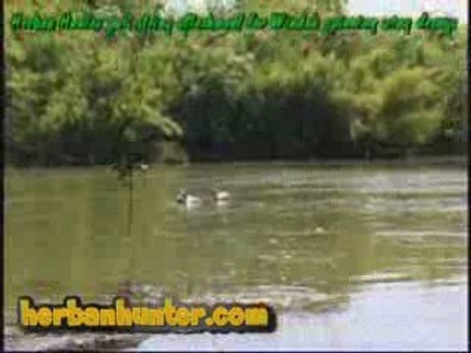 DUCK HUNTING DECOYS