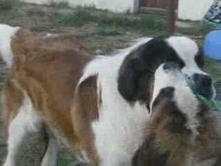 djumbé et déclic avec la  tortue