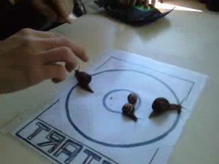 Course d'escargot