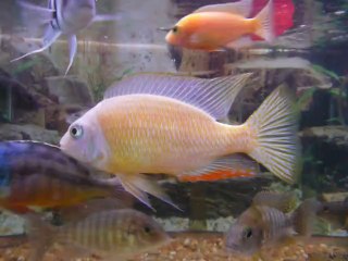 АКВАРИУМНЫЕ РЫБКИ