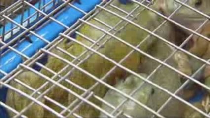 C'est pas le bout du monde: Un homme orchestre aux fourneaux