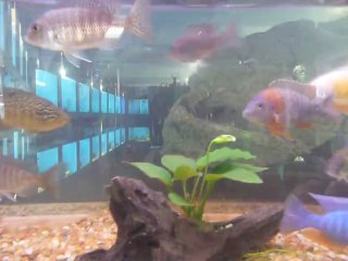 АКВАРИУМНЫЕ РЫБКИ