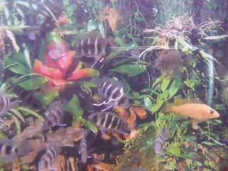 АКВАРИУМНЫЕ РЫБКИ