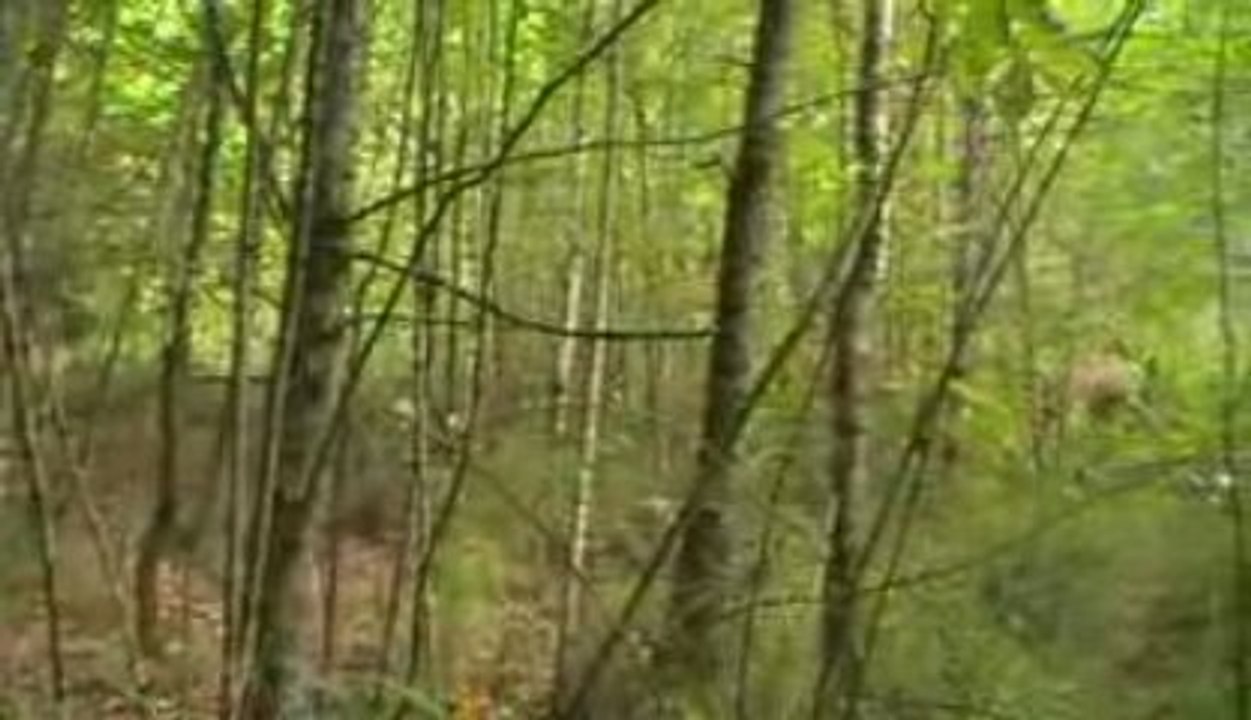 griffons fauves:ercule,diane doly et dartagnan a l oeuvre