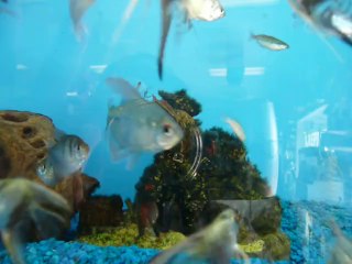 АКВАРИУМНЫЕ РЫБКИ