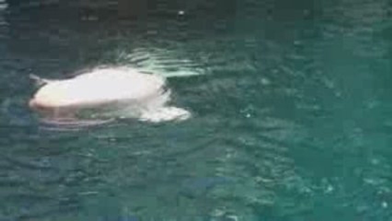 Ballena beluga en acuario