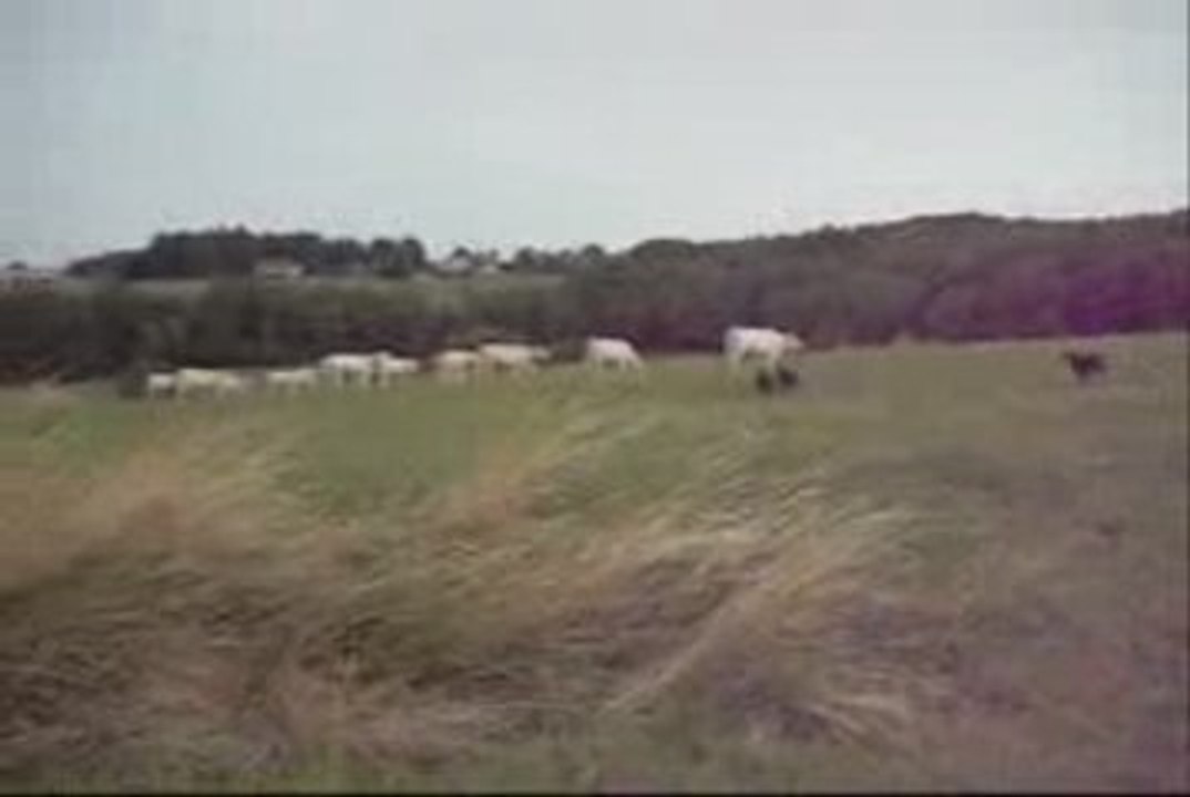 France, Isere, Roybon,  2009