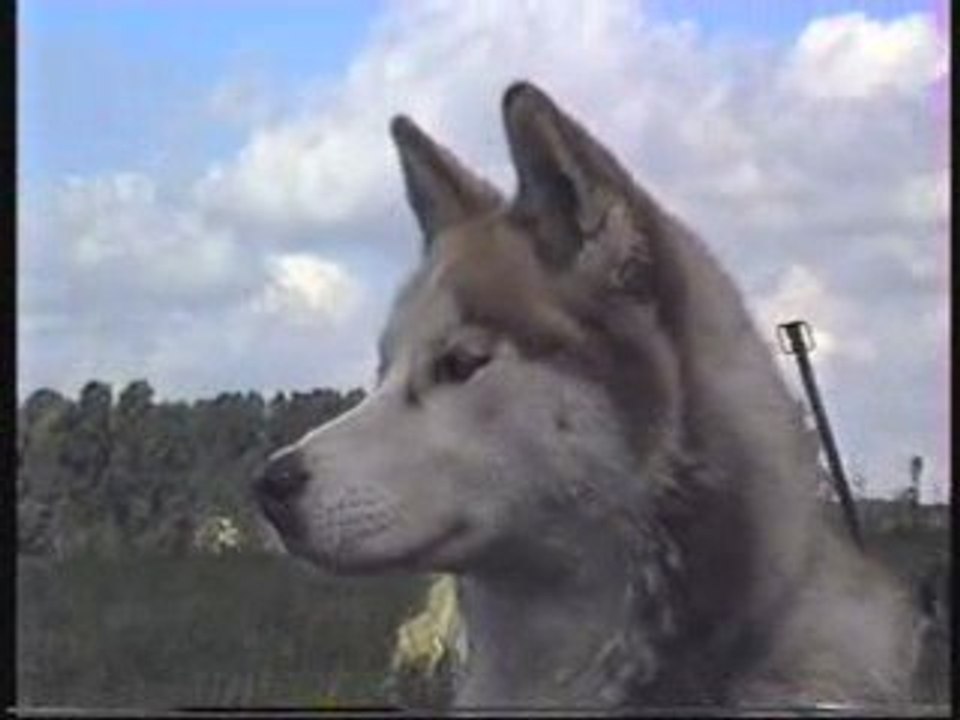 Baptême en attelage de chiens de traineau dans le nord