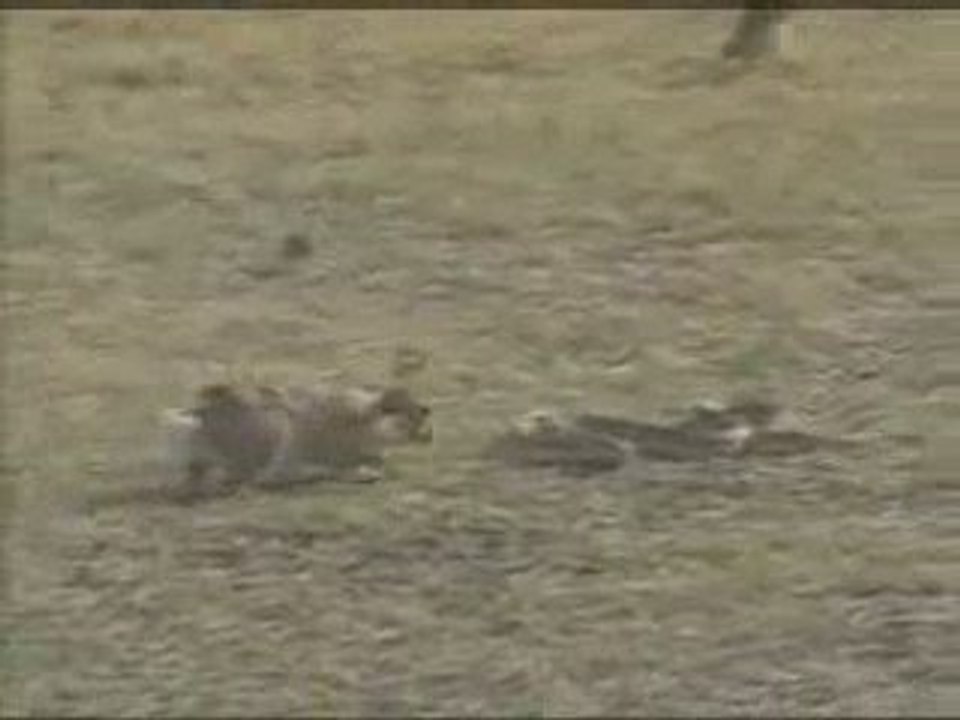 Yılanla kavga eden Tavşan